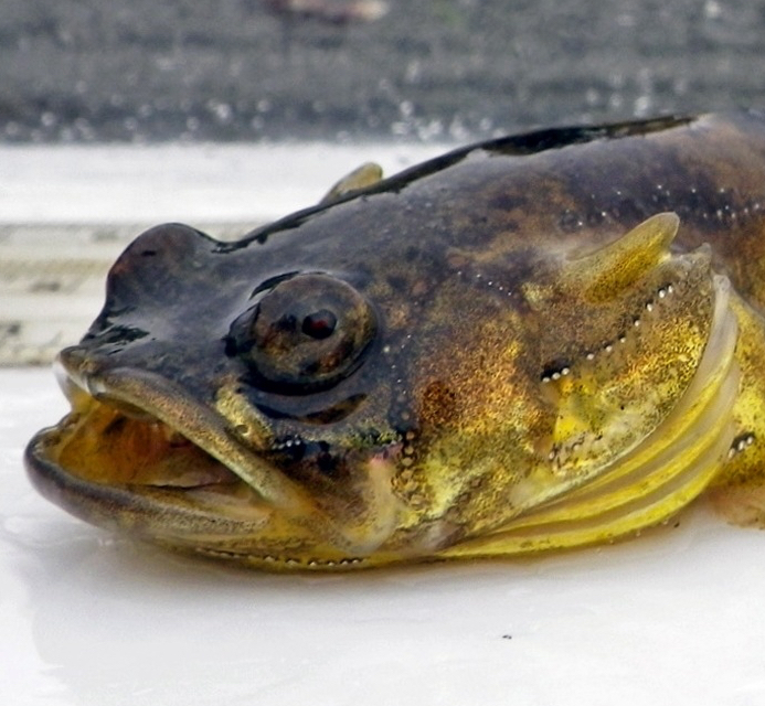 Humming Toadfish Sausalito California KGO Radio